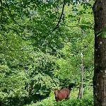 Healing Farm Gorenja Vas (Gorenja Vas-Poljane)