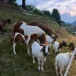 Healing Farm