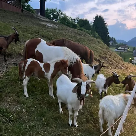 Healing Farm